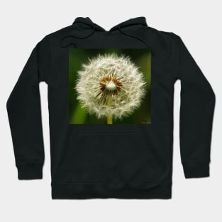 Dandelion Hoodie